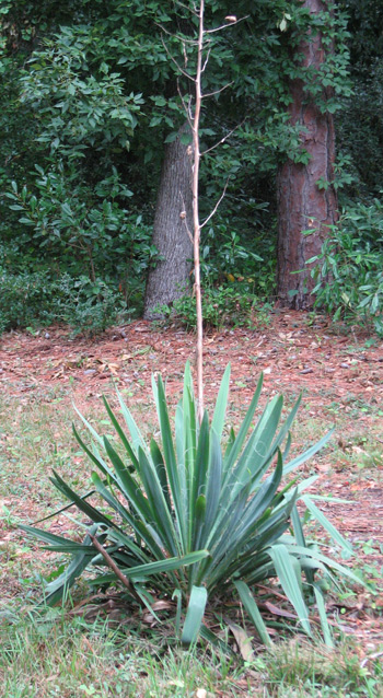 Moundlily yucca in a clearing