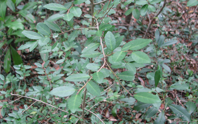 Yaupon holly in the maritime forest Yaupon holly in the maritime forest