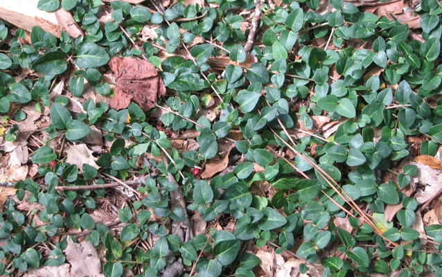 English ivy covering the ground English ivy covering the ground
