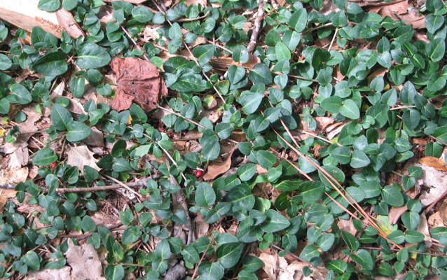 English ivy covering the ground