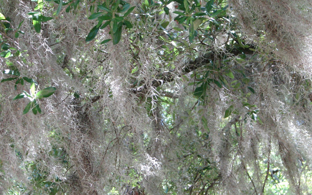 Spanish moss over a live oak Spanish moss over a live oak