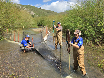 Group of volunteers constructing a smolt trap in Redwood Creek