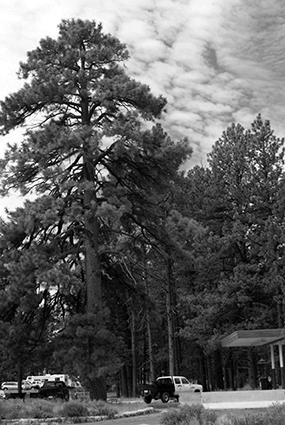 Large Ponderosa pine (Old NPS Housing Historic District: CLI, NPS, 2010)