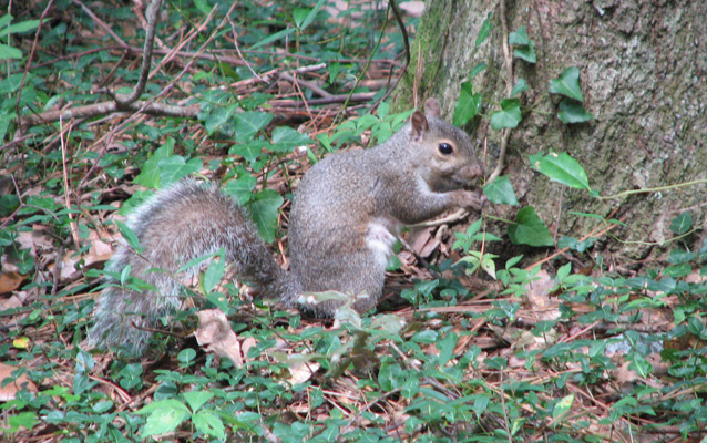 Eastern grey squirrel among the ivy