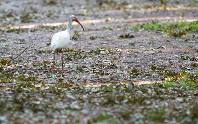 White ibis exploring the grounds at Fort Raleigh