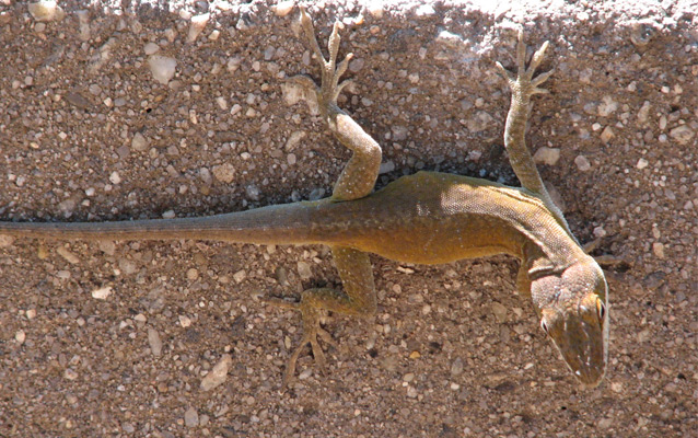 Carolina anole sunning itself on a rock ledge Carolina anole sunning itself on a rock ledge