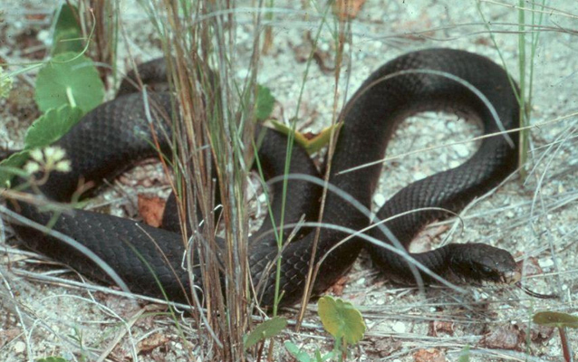 Black racer in the sandy grass