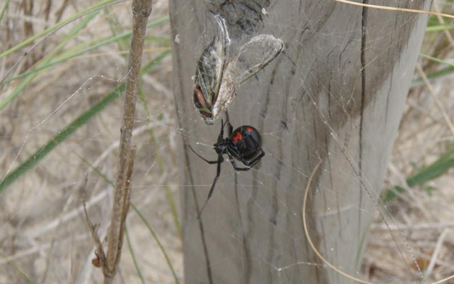 Black Widow spider in web on fencepost