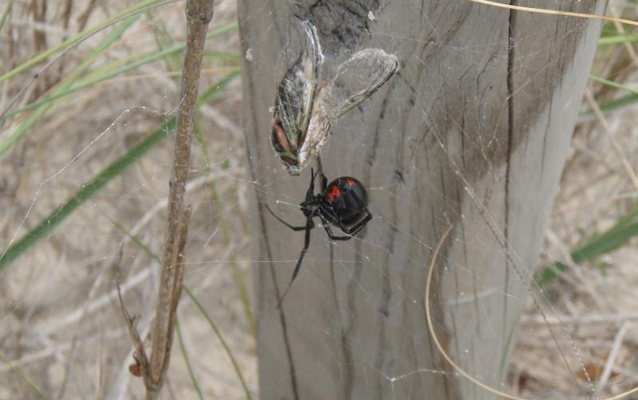 Black Widow spider in web on fencepost Black Widow spider in web on fencepost