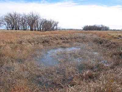 Wetland with grassland and stands of trees in the distance