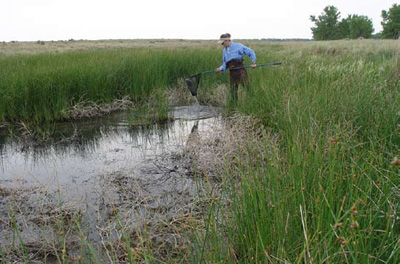 Man dips a net into the wetland