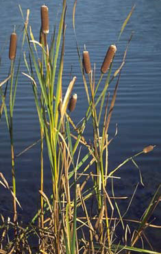 Cattails at the edge of a wetland