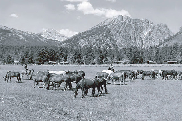 Horses graze in a flat open pasture with the Grand Teton mountain range in the background