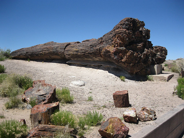 Old Faithful, one of Rainbow Forest's largest/most colorful logs, 2011 (C. Mardorf, NPS)