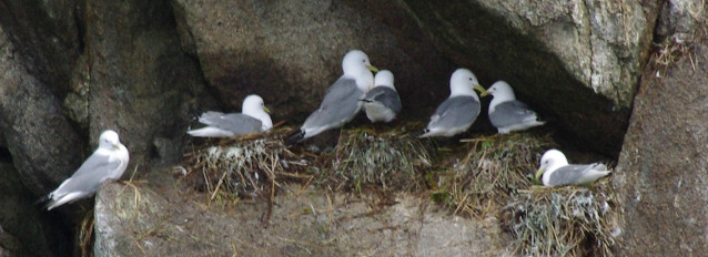 Black-legged kittiwakes at Chiswell Islands. Black-legged kittiwakes at Chiswell Islands.