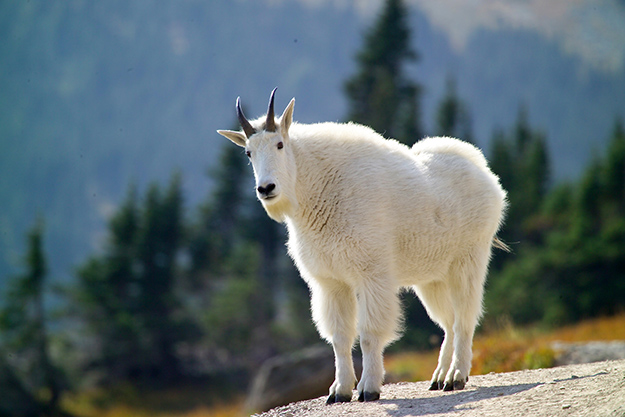 Mountain goat in winter coat stands on rock and looks at camera.
