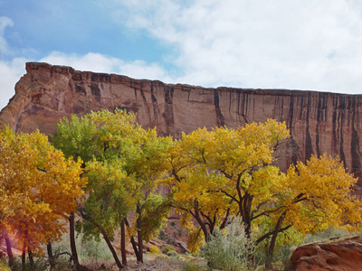 Trees changing from green to yellow below the steep cliffs of Canyon de Chelly