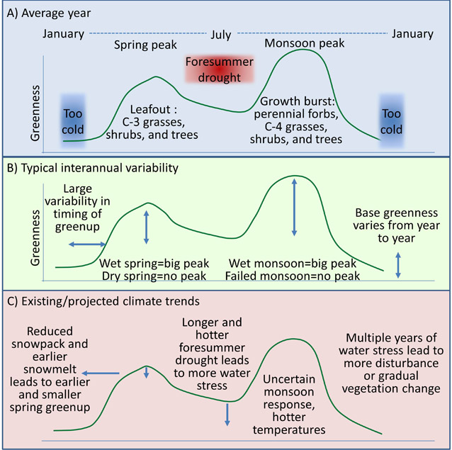 Graphs of greenness in an average year, typical greenness variability, and projected trends