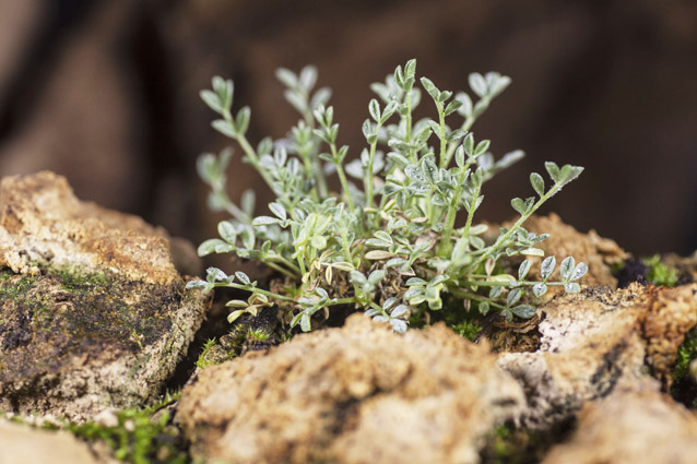 Sentry milk-vetch plant, decorated by tiny water droplets, growing among moss and rocks Sentry milk-vetch plant, decorated by tiny water droplets, growing among moss and rocks