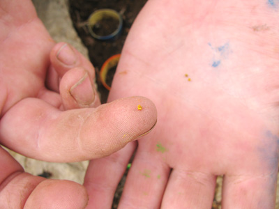 Tiny sentry milk-vetch seeds, one resting on a fingertip, and two more in the palm of a hand
