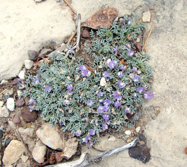 Mat of sentry milk-vetch dotted with small purple flowers Mat of sentry milk-vetch dotted with small purple flowers