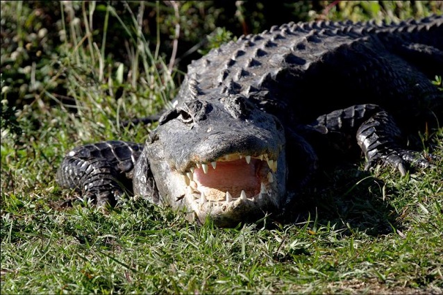 American Alligator in Everglades National Park