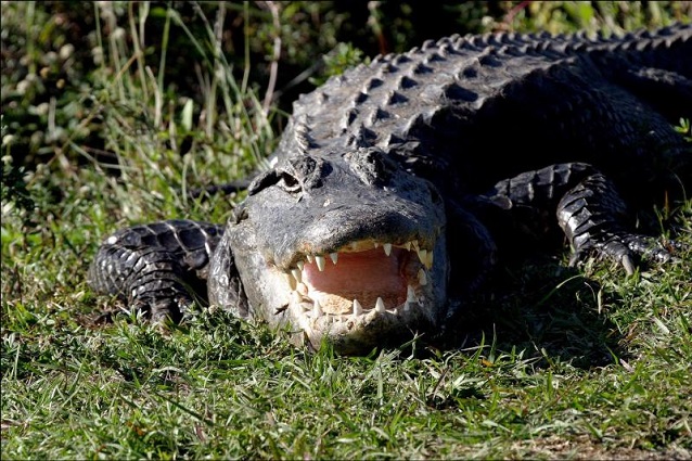 American Alligator in Everglades National Park American Alligator in Everglades National Park