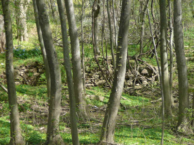 The remains of a stone wall, covered in green vegetation, are seen beyond tree trunks. The remains of a stone wall, covered in green vegetation, are seen beyond tree trunks.