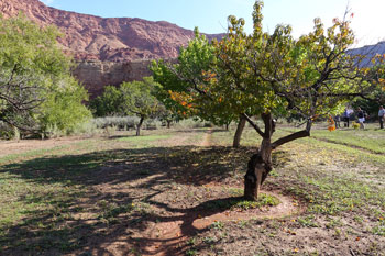 A shallow irrigation ditch wraps around the base of a fruit tree in a sunny orchard
