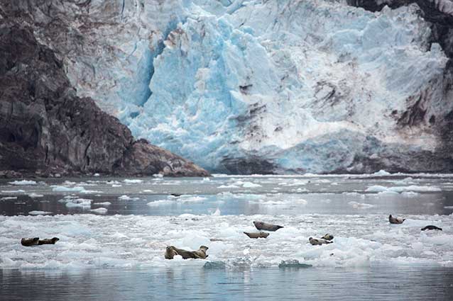 eight seals sitting on ice floes in front of a tidewater glacier