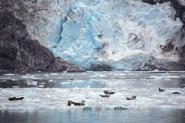 eight seals sitting on ice floes in front of a tidewater glacier eight seals sitting on ice floes in front of a tidewater glacier