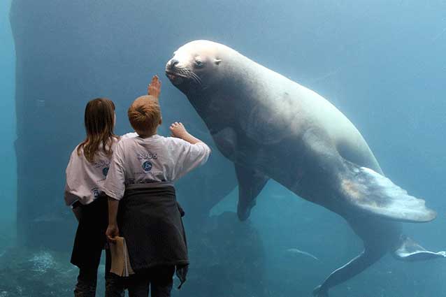 two people looking through aquarium glass at a sea lion