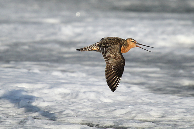 a brownish bird in flight a brownish bird in flight