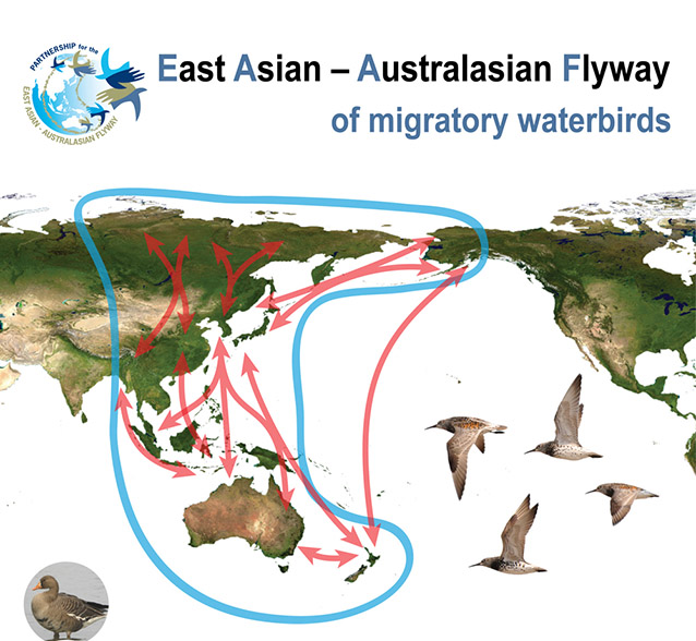 map of the world centered on the pacific ocean, showing long bird migration routes map of the world centered on the pacific ocean, showing long bird migration routes