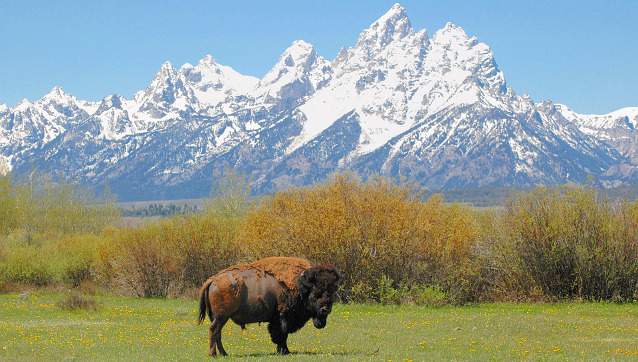 Bison in front of snowy mountain range Bison in front of snowy mountain range