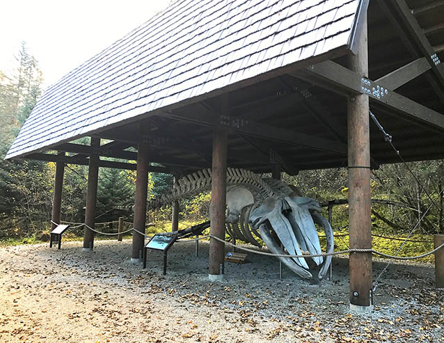 a whale skeleton under a covered shelter a whale skeleton under a covered shelter