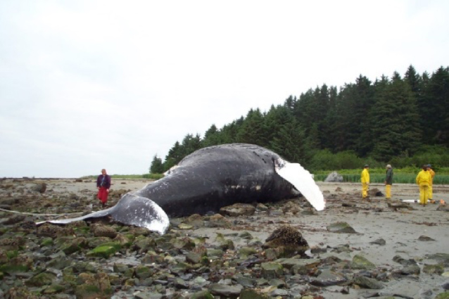 a dead whale on a beach