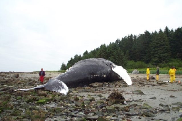 Dead whale that beached itself in Maine goes missing after storm