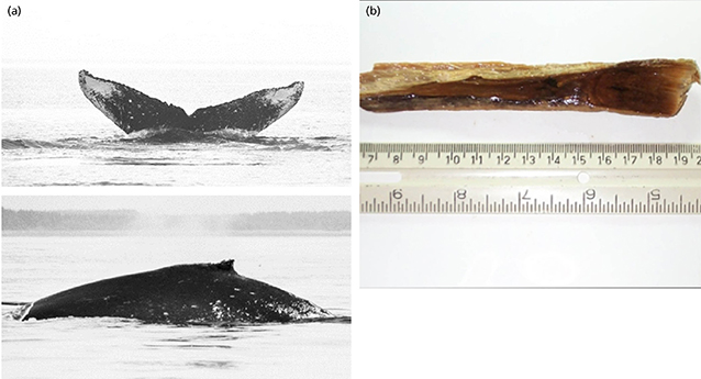 composite of three photos showing aspects of humpback whales