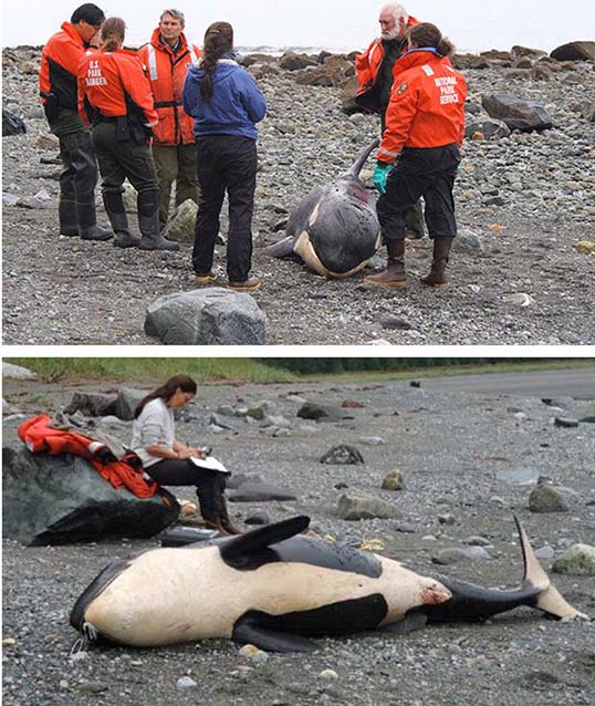 composite images of people standing around a small, dead whale on a beach composite images of people standing around a small, dead whale on a beach