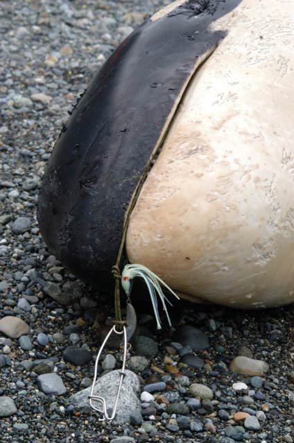 closeup of a dead whale face, with fishing tackle visible in its mouth closeup of a dead whale face, with fishing tackle visible in its mouth