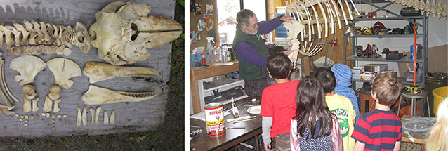 images of students looking at whale bones