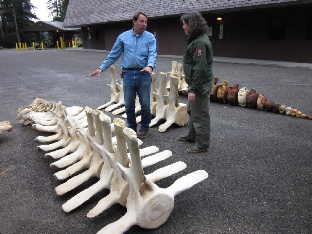 two people standing next to a very large piece of whale skeleton