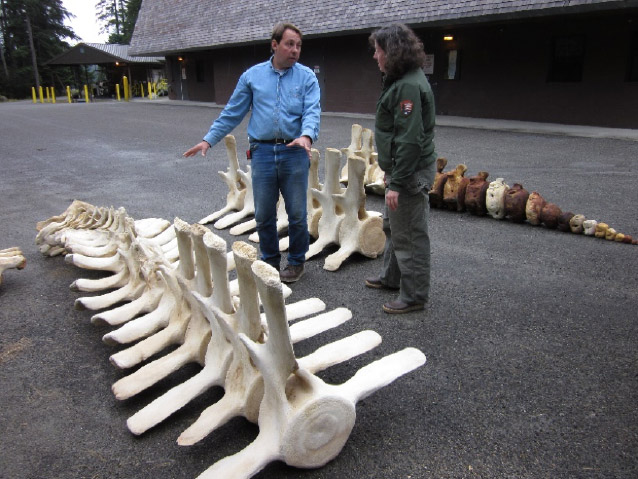 two people standing next to a very large piece of whale skeleton two people standing next to a very large piece of whale skeleton