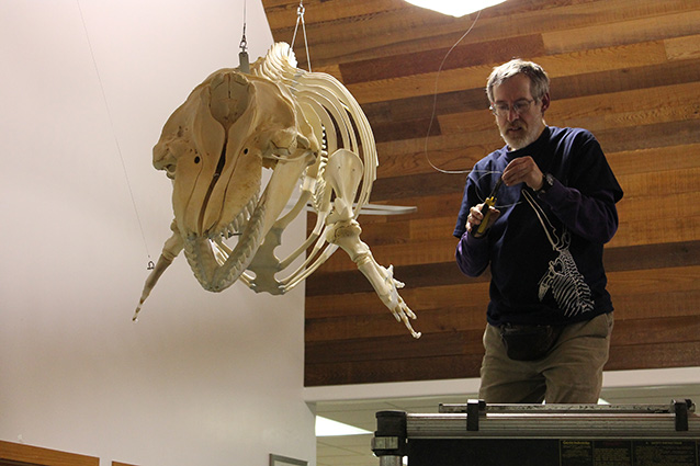 person standing next to a killer whale skeleton person standing next to a killer whale skeleton