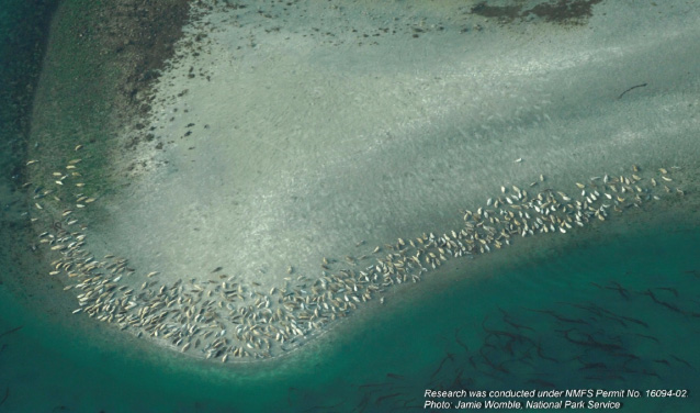 aerial view of seals on a beach