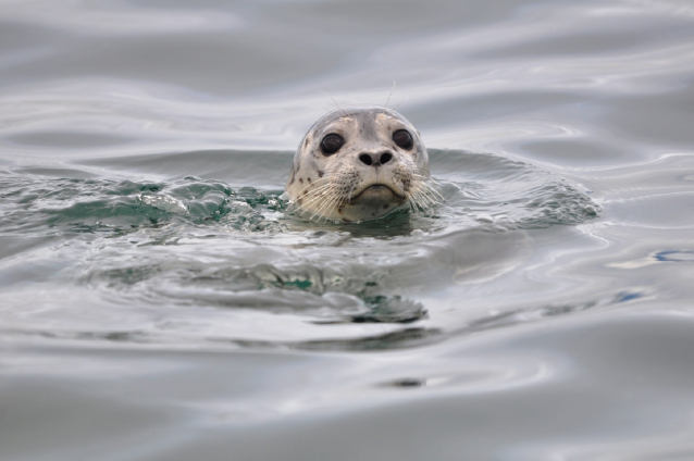 Whales, Seals, and Vessels: Investigating the Acoustic Ecology of