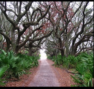 A tree-lined path at the Cumberland Island National Seashore, Georgia, 