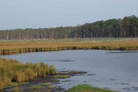 Eastern Shore marshland