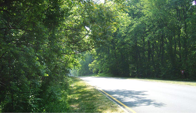 Sunlight filters through a thick canopy of trees, which surrounds both sides of a road (2009) Sunlight filters through a thick canopy of trees, which surrounds both sides of a road (2009)